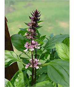 Tulsi - Manjericão Sagrado - Ocimum sanctum - Ocimum tenuiflorum na internet