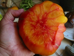Tomate Old German - Crioulo Heirloom de USA