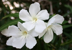 Espirradeira Branca - Oleander Branco - Nerium oleander - Flor - loja online