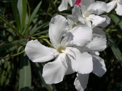 Espirradeira Branca - Oleander Branco - Nerium oleander - Flor na internet