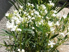 Espirradeira Branca - Oleander Branco - Nerium oleander - Flor - comprar online