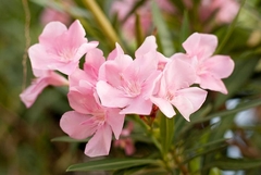Espirradeira Rosa - Oleander Rosa- Nerium oleander - Flor