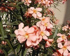 Espirradeira Salmão - Oleander Salmão - Nerium oleander - Flor - Plantamundo