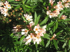 Espirradeira Salmão - Oleander Salmão - Nerium oleander - Flor na internet
