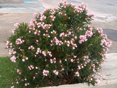 Espirradeira Salmão - Oleander Salmão - Nerium oleander - Flor