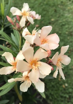 Espirradeira Salmão - Oleander Salmão - Nerium oleander - Flor - Plantamundo