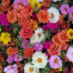 Once Horas Dobrada - Portulaca grandiflora - loja online