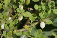 Ovo De Galo - Ovinho - Salpichroa origanifolia - Fruta Nativa 1000% + Ferro Q o Açai - loja online