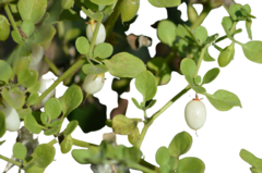 Ovo De Galo - Ovinho - Salpichroa origanifolia - Fruta Nativa 1000% + Ferro Q o Açai - Plantamundo
