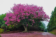 Paineira Rosa - Ceiba speciosa Árvore ou Bonsai