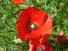 Papoula das Searas - Papoula Vermelha - Papoila - Papaver rhoeas