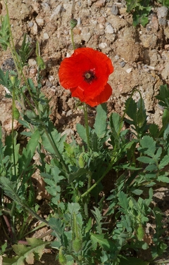 Papoula das Searas - Papoula Vermelha - Papoila - Papaver rhoeas - Plantamundo