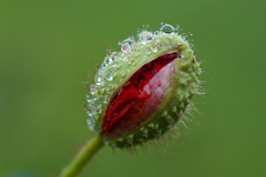 Papoula das Searas - Papoula Vermelha - Papoila - Papaver rhoeas - loja online