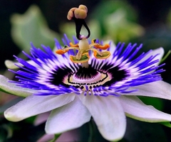 Maracujá Azul - Mburucujá - Passiflora caerulea - comprar online