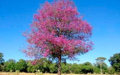 Imagem do Pau Rosa - Cega machado - Resedá Nacional - Physocalymma scaberrimum