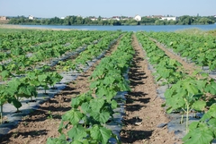 Kiri - Paulownia tomentosa - 6000 sementes - comprar online