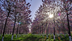 Kiri - Paulownia tomentosa - 6000 sementes