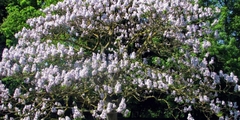 Kiri - Paulownia tomentosa - 6000 sementes - loja online