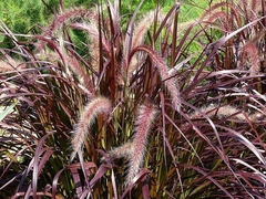 Capim dos Texas Rubro - Pennisetum setaceum