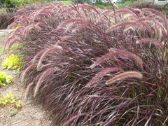 Capim dos Texas Rubro - Pennisetum setaceum na internet