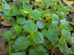 Coraçãozinho - Erva de Jabuti - Peperomia pellucida - Oriri - Medicinal e PANC - MUDA