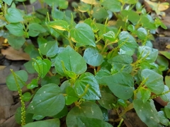 Coraçãozinho - Erva de Jabuti - Peperomia pellucida - Oriri - Medicinal e PANC- SEMENTES