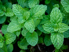 Peppermint - Hortelã Pimenta - Mentha Piperita na internet