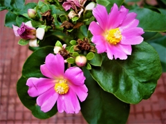 Ora Pro-Nobis de flor Rosa - Pereskia grandofolia - Flor - Cerca Viva - PANC