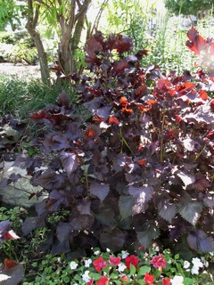 Perilla Roxa - Shiso - Perilla frutescens var crispa - Plantamundo