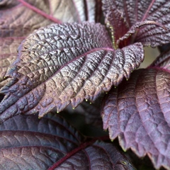 Perilla Roxa - Shiso - Perilla frutescens var crispa