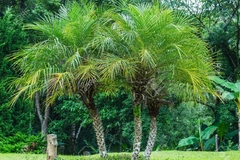 Palmeira Tamareira Anã - Phoenix Roebelenii - loja online