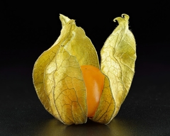 Physalis peruviana - Physalis edulis - Golden Berry na internet