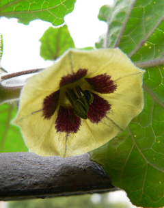 Physalis peruviana - Physalis edulis - Golden Berry - comprar online
