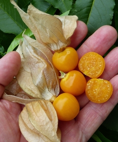 Physalis peruviana - Physalis edulis - Golden Berry - Plantamundo