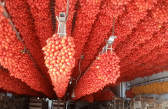 Combo de Tomates do Vesúvio - Pomodoros Vesuvianos - loja online