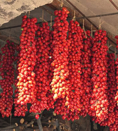 Tomate Grappoli de Inverno - Tomate Italiano do Vesúvio
