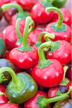 Pimenta Koral - Capsicum annuum