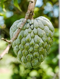 Pinha Gigante - Fruta De Conde - Annona squamosa