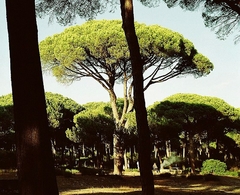 Pinheiro Manso - Pinus pinea - Arvore ou bonsai - PANC - comprar online