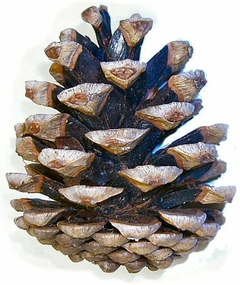 Pinheiro Manso - Pinus pinea - Arvore ou bonsai - PANC