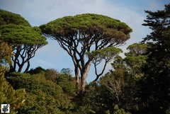 Imagem do Pinheiro Manso - Pinus pinea - Arvore ou bonsai - PANC