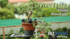 Pinheiro Manso - Pinus pinea - Arvore ou bonsai - PANC na internet
