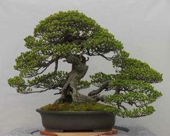 Pinheiro Manso - Pinus pinea - Arvore ou bonsai - PANC - comprar online
