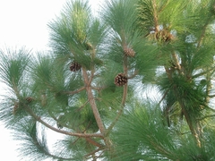 Pinheiro Tropical - Pinheiro das Canárias - Pinus canariensis - comprar online