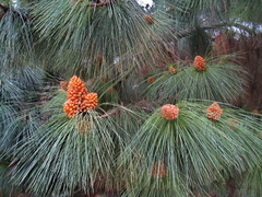 Pinheiro Tropical - Pinheiro das Canárias - Pinus canariensis - Plantamundo