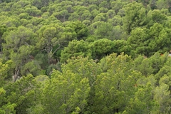 Imagem do Pinheiro de Aleppo - Pinus halapensis