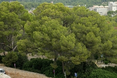 Pinheiro de Aleppo - Pinus halapensis - Plantamundo