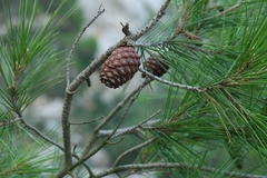 Pinheiro de Aleppo - Pinus halapensis - comprar online