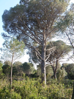 Imagem do Pinus Pinaster - Planta Picnogenol - Pinheiro Europeu - árvore ou bonsai