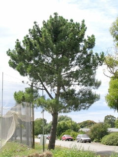 Pinus Pinaster - Planta Picnogenol - Pinheiro Europeu - árvore ou bonsai - loja online